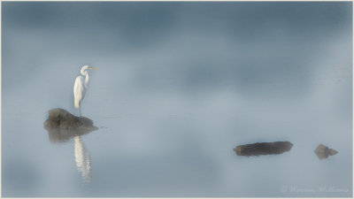 Egret in fog.jpg
