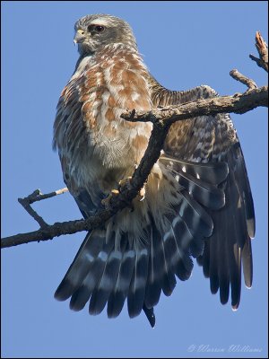 Juvenile Mississippi Kite