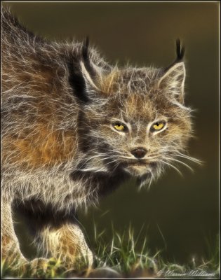 Lynx-Fractalius Filter.jpg