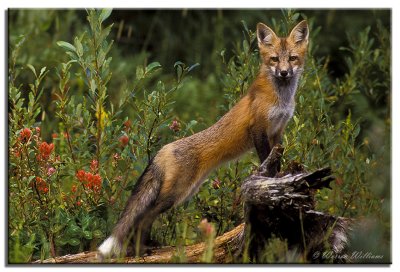 Red Fox (captive)