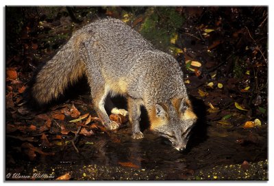 Gray Fox