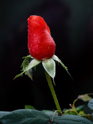 Last Rose.jpg