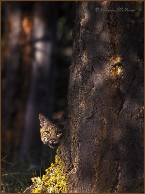 Bobcat