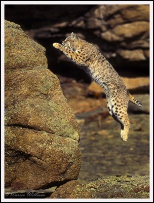 Bobcat Leap