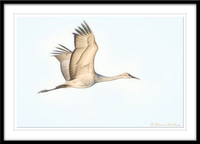 Sandhill Crane with Fractalius Filter