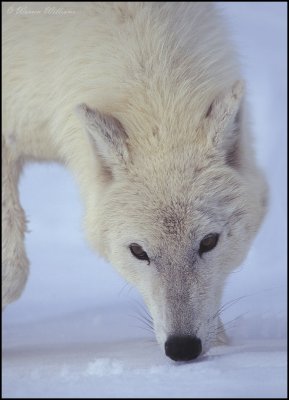 White Wolf.jpg