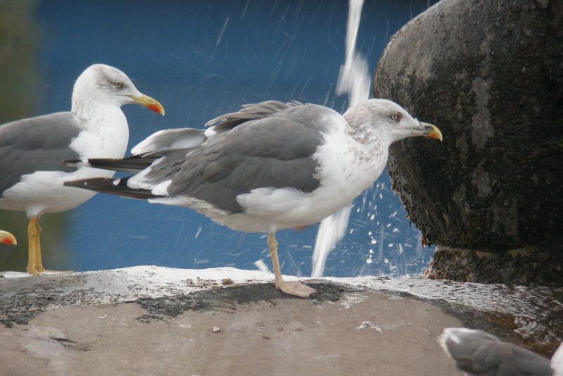 Larus fuscus - 5 November (E, C.Isl.)