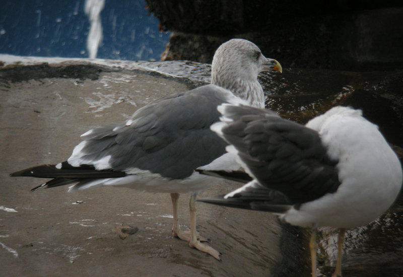 Larus fuscus - 5 November (E, C.Isl.)