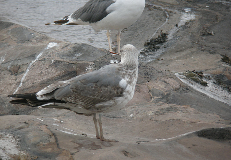 2cy Gran Canaria - 5 November (E, C.Isl.)