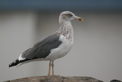 Larus fuscus - 5 November (E, C.Isl.)