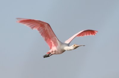 Roseate Spoonbill.w.jpg