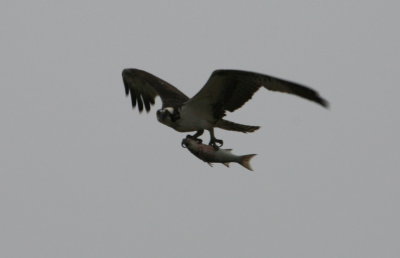 Osprey with mullet w.jpg