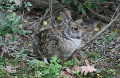 Cottontail Rabbit