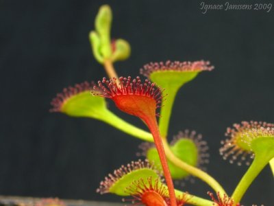 Drosera rupicola