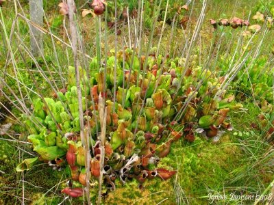 Sarracenia purpurea ssp purpurea