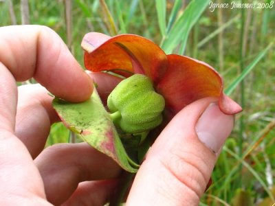 Sarracenia purpurea ssp purpurea (flower )