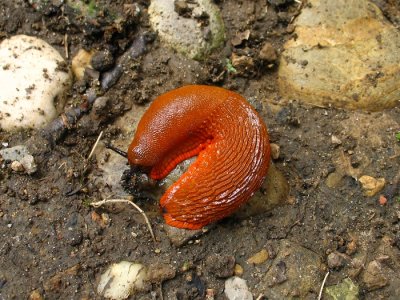 Giant orange snail