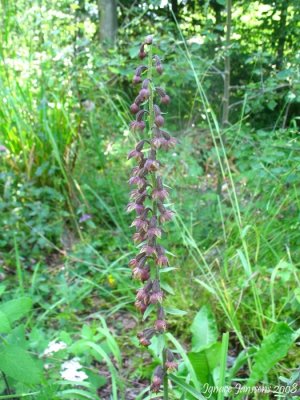 Epipactis helleborine