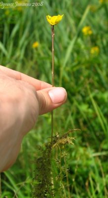 Utricularia australis