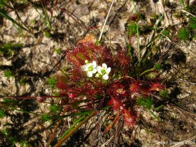Drosera intermedia and flower