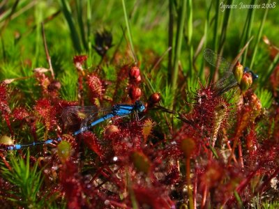 Drosera intermedia and prey