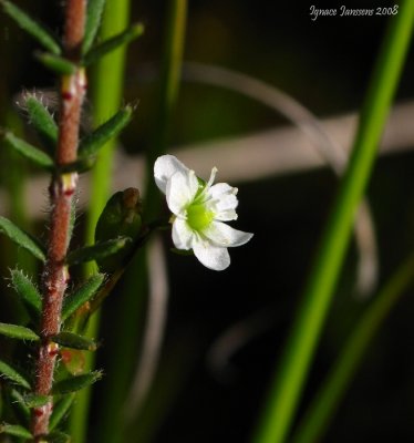 Drosera rotundifolia and flower