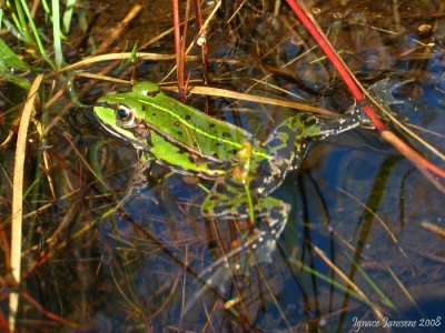 Nice green frog ( Pelophylax lessonae )