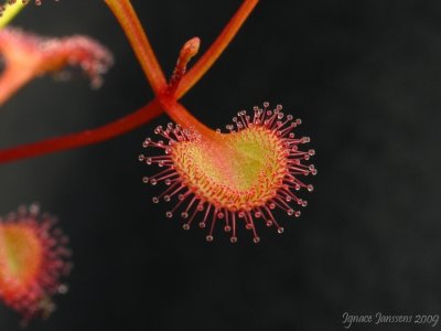 Drosera rupicola