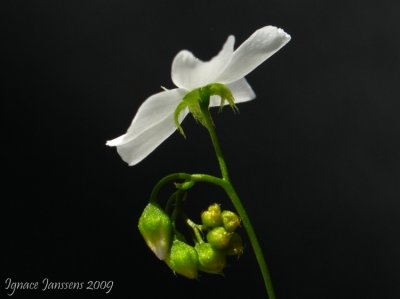 Drosera radicans