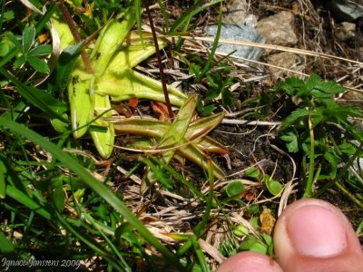 Pinguicula alpina and Pinguicula vulgaris growing together