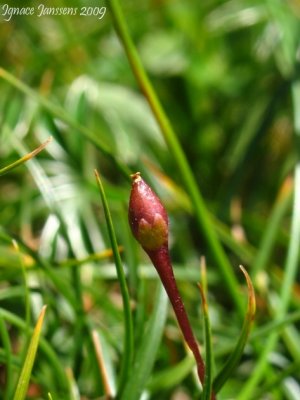 Pinguicula alpina seedpod