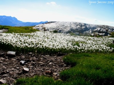 Eriophorum scheuchzeri Hoppe , Massif des Grandes Rousses 2009