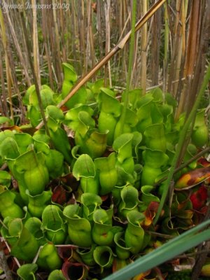 Sarracenia purpurea ssp. purpurea Isère,France 2009