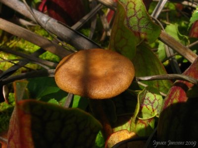 Mushroom between Sarracenia