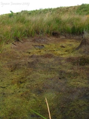 Utricularia minor in very dry pool