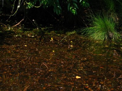 Utricularia vulgaris