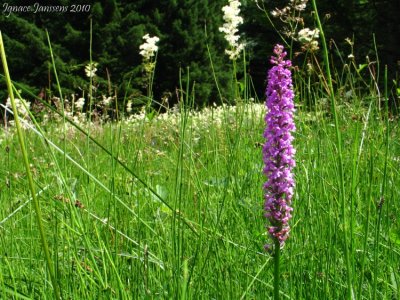 Gymnadenia conopsea (Massif du Vercors)