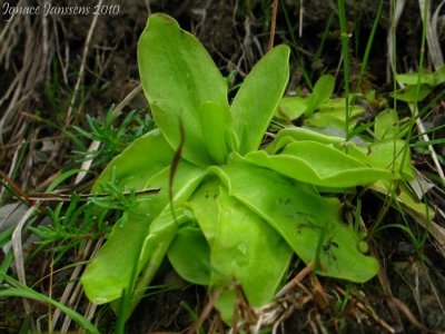 Pinguicula grandiflora Massif du Vercors