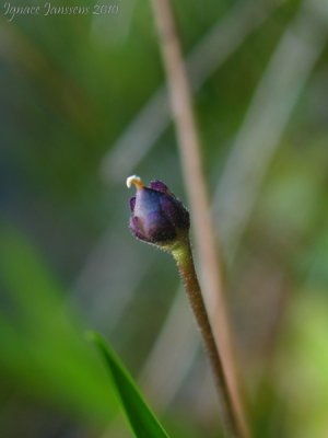 Pinguicula vulgaris and leptoceris ( Massif des Grandes Rousses )