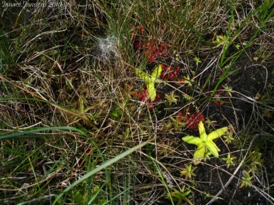 Pinguicula vulgaris , Pinguicula alpina and Drosera rotundifolia( Massif des Grandes Rousses )