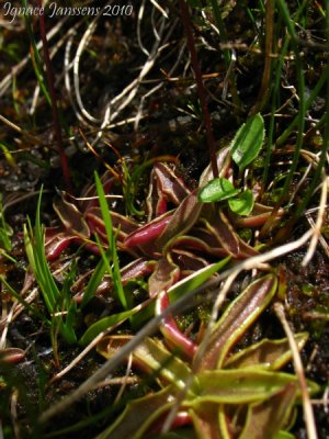 Pinguicula alpina ( Massif des Grandes Rousses )