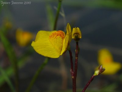Utricularia australis ( Isère )