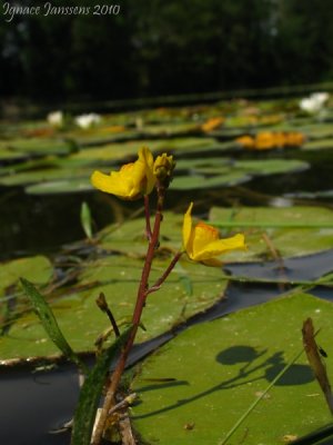 Utricularia australis ( Isère )
