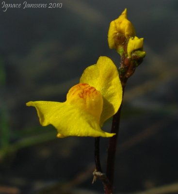 Utricularia australis ( Isère )