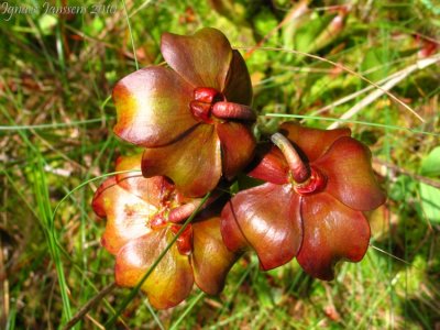 Sarracenia purpurea ssp. purpurea Isère,France 2010