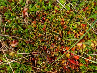 Sarracenia purpurea ssp. purpurea Isère,France 2010