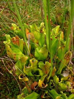 Sarracenia purpurea ssp. purpurea Isre,France 2010