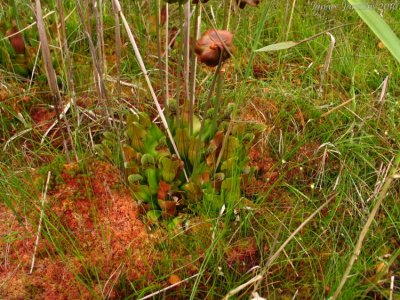 Sarracenia purpurea ssp. purpurea Isre,France 2010