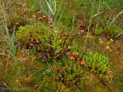 Sarracenia purpurea ssp. purpurea Isre,France 2010