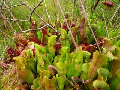 Sarracenia purpurea ssp. purpurea Isère,France 2010